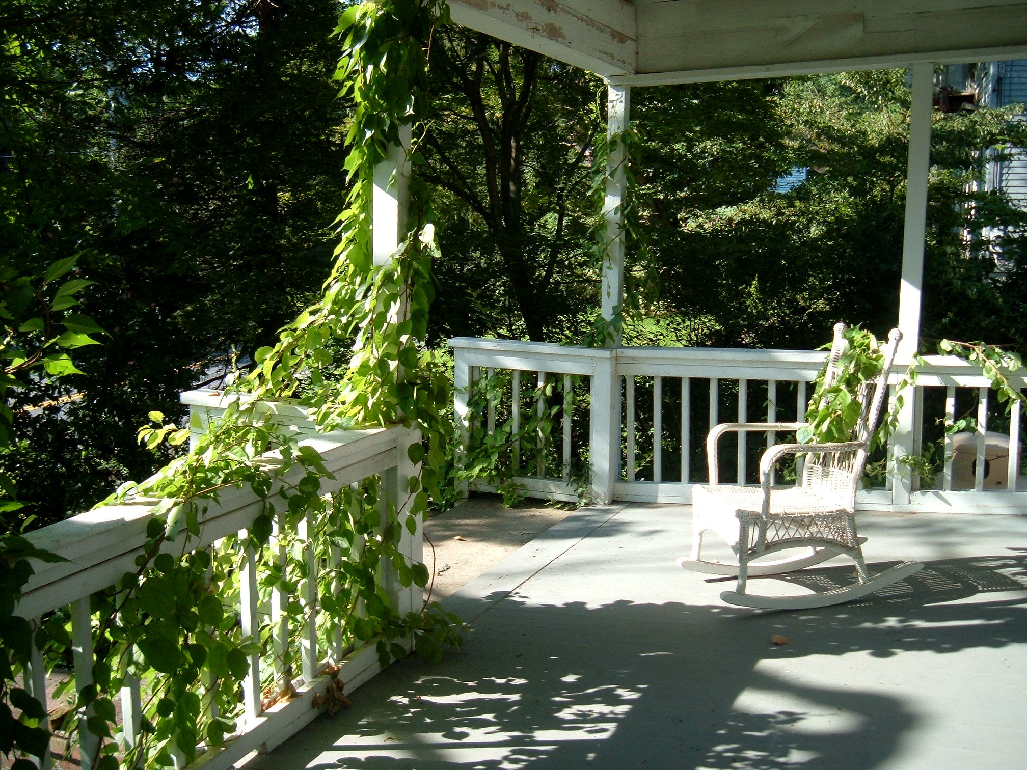 The Bittersweet vines on the porch are going wild